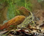 Marbled Newt (Triturus marmoratus)