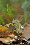 Marbled Newt (Triturus marmoratus)