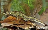 Marbled Newt (Triturus marmoratus)