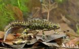 Marbled Newt (Triturus marmoratus)