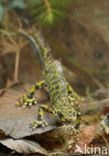 Marmersalamander (Triturus marmoratus)