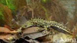 Marbled Newt (Triturus marmoratus)