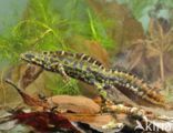 Marmersalamander (Triturus marmoratus)