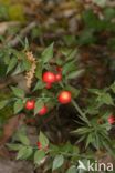 Muizendoorn (Ruscus aculeatus)