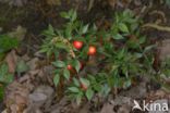 Butcher s Broom (Ruscus aculeatus)
