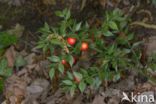 Muizendoorn (Ruscus aculeatus)