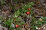 Butcher s Broom (Ruscus aculeatus)