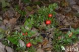 Muizendoorn (Ruscus aculeatus)