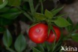 Muizendoorn (Ruscus aculeatus)