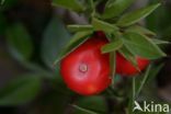 Muizendoorn (Ruscus aculeatus)