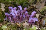 Purple Toothwort (Lathraea clandestina)