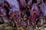 Purple Toothwort (Lathraea clandestina)