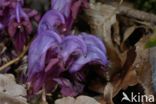 Purple Toothwort (Lathraea clandestina)