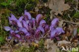 Purple Toothwort (Lathraea clandestina)