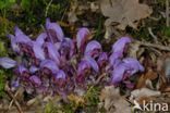 Purple Toothwort (Lathraea clandestina)