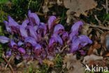 Purple Toothwort (Lathraea clandestina)