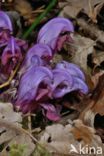 Purple Toothwort (Lathraea clandestina)