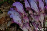 Purple Toothwort (Lathraea clandestina)