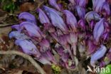 Purple Toothwort (Lathraea clandestina)