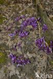 Purple Toothwort (Lathraea clandestina)