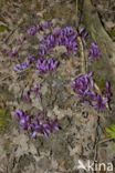 Purple Toothwort (Lathraea clandestina)