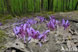 Purple Toothwort (Lathraea clandestina)