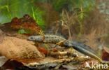 Great Crested Newt