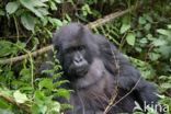 Mountain gorilla (Gorilla beringei beringei)