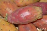 Texas prickly pear (Opuntia engelmannii var lindheimeri)