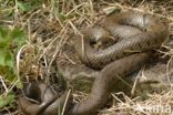 grass snake (Natrix natrix helvetica)