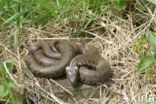 grass snake (Natrix natrix helvetica)