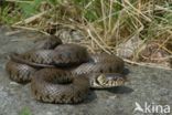 grass snake (Natrix natrix helvetica)