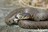 grass snake (Natrix natrix helvetica)