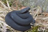 Common Viper (Vipera berus)