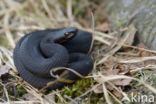 Adder (Vipera berus)