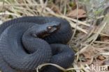 Adder (Vipera berus)