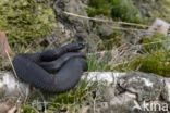 Common Viper (Vipera berus)