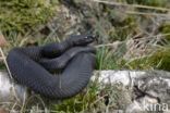 Common Viper (Vipera berus)