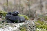 Common Viper (Vipera berus)