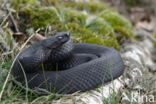 Common Viper (Vipera berus)