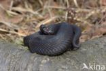 Common Viper (Vipera berus)