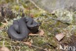 Common Viper (Vipera berus)