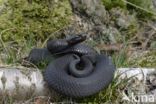 Common Viper (Vipera berus)