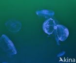 moon jelly