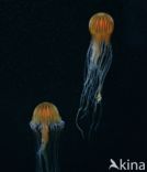 Compass Jellyfish (Chrysaora hysoscella)