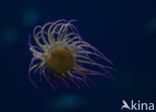 Snakelocks anemone (Anemonia viridis)