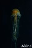 Compass Jellyfish (Chrysaora hysoscella)