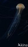 Compass Jellyfish (Chrysaora hysoscella)