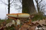 Fly agaric (Amanita muscaria)