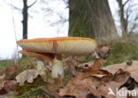 Fly agaric (Amanita muscaria)